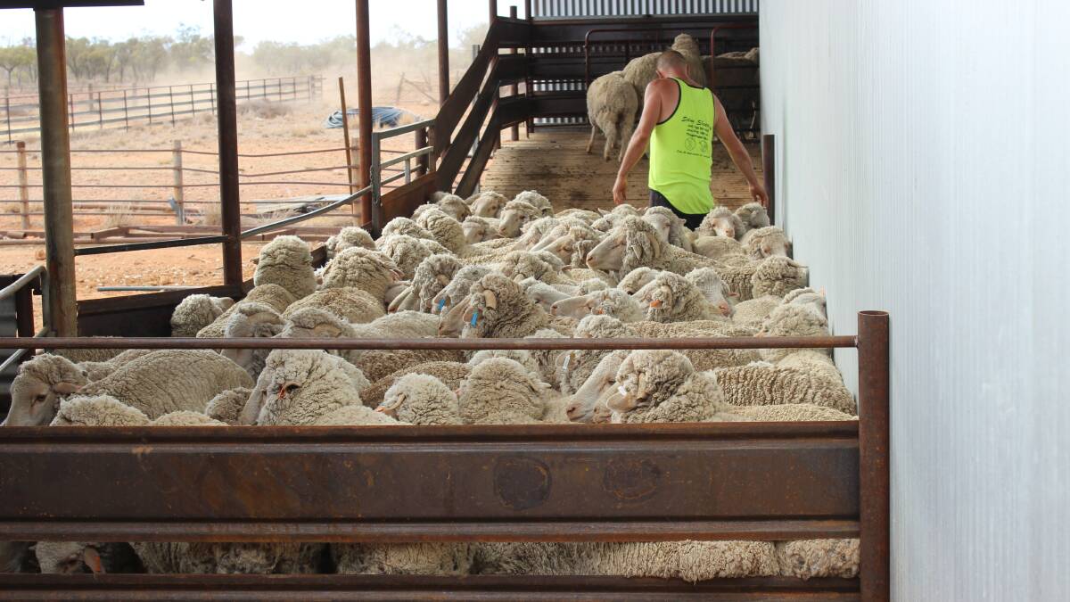 Woolgrowers’ income to hit 20 year high