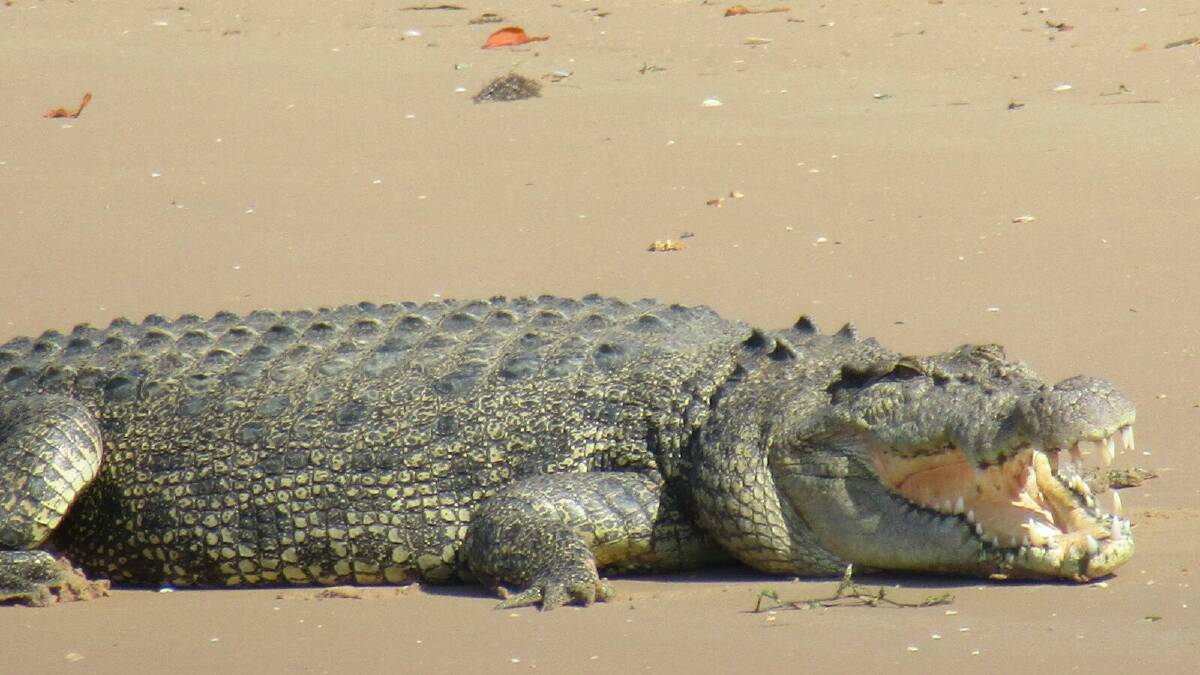 KAP bill to ‘stop people dying from croc attacks’