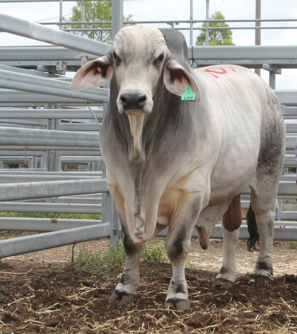 The Maloneys are confident Rathlyn N Falcon 11697 (P) is worth his $80,000 price tag. 