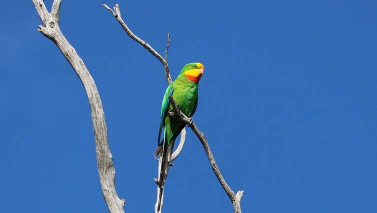 The vulnerable superb parrot also uses travelling stock reserves for habitat. Damian Michael, Author provided