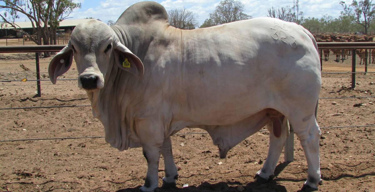 LOT 119 from Annavale Brahmans - one of 10 bulls entered by the stud - is a homozygous polled herd bull with a semen count of 80 per cent.