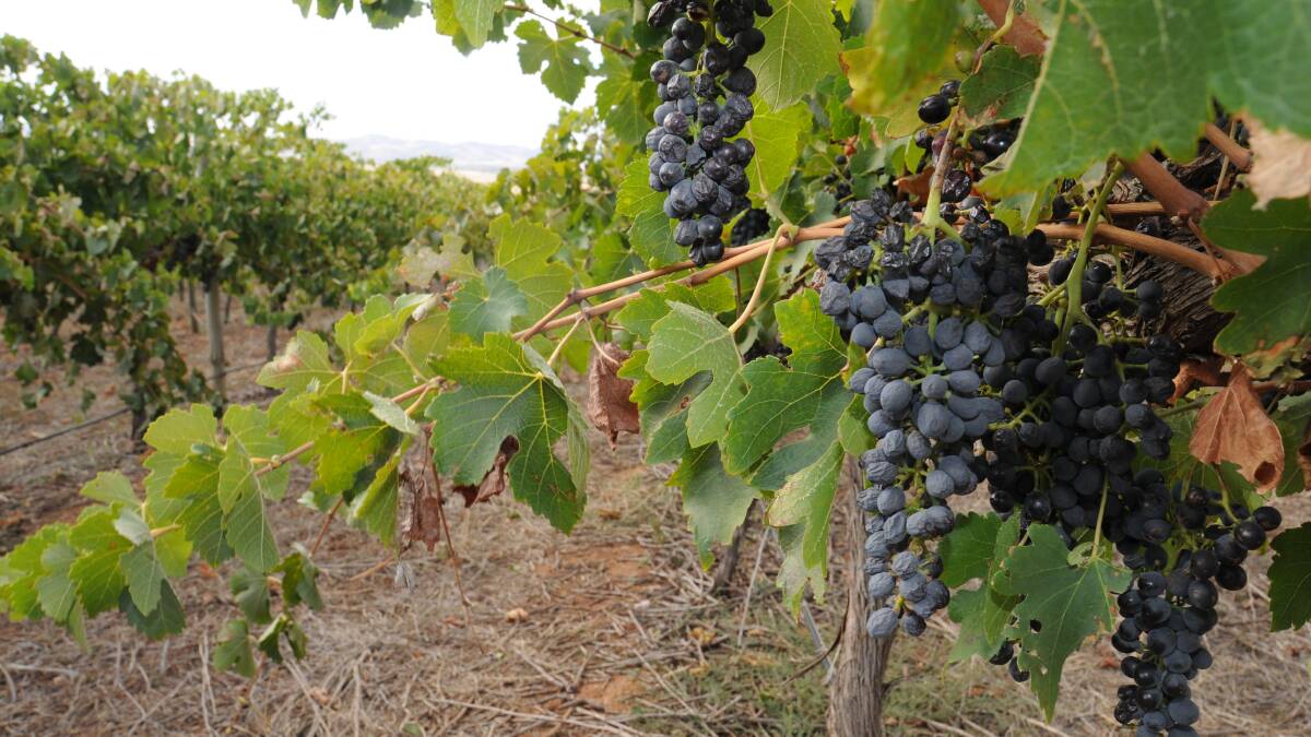 Wine Equalisation Tax rorting set to end