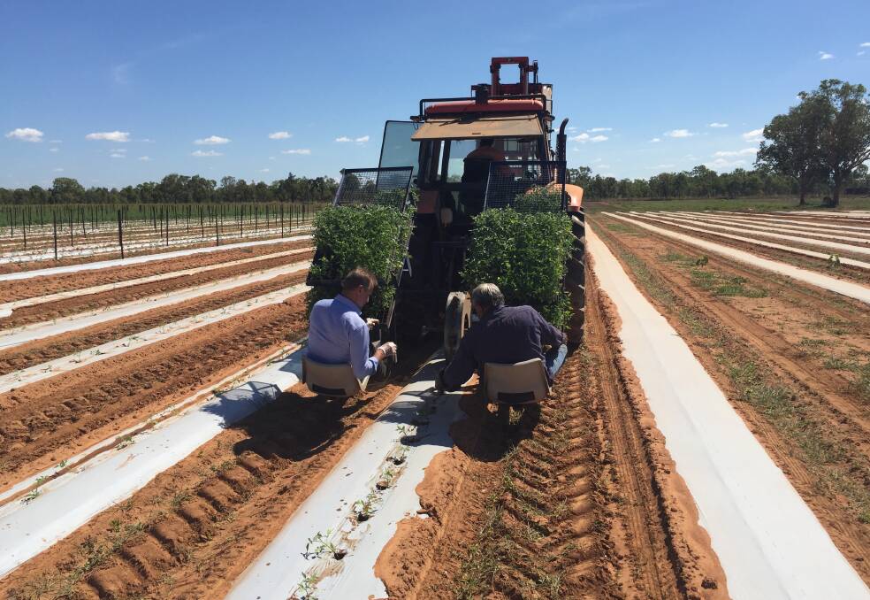 tomatoes galore: Planting is under way on the Kalano farm on the outskirts of Katherine. Heat and bugs are a big problem.