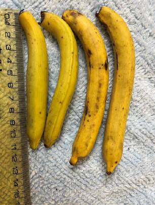Wild bananas harvested for research purposes. Picture supplied
