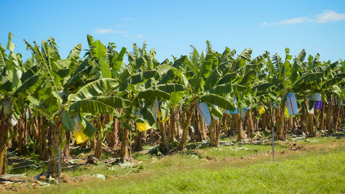 GROWING: One of the Mackay Farming Group banana plantations. The company has reduced its exposure to weather extremes by setting up banana farms at Lakeland Downs and Bundaberg.