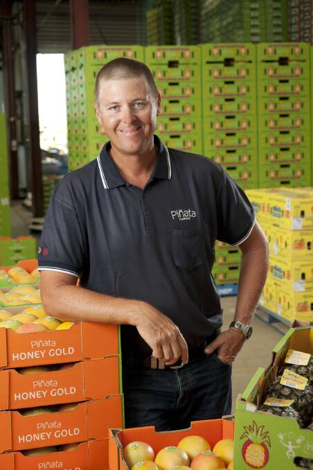 MANGO BOSS: Pinata Farms managing director, Gavin Scurr, says a warm autumn and late winter flowering in all Honey Gold growing regions had delayed harvesting by a fortnight. 