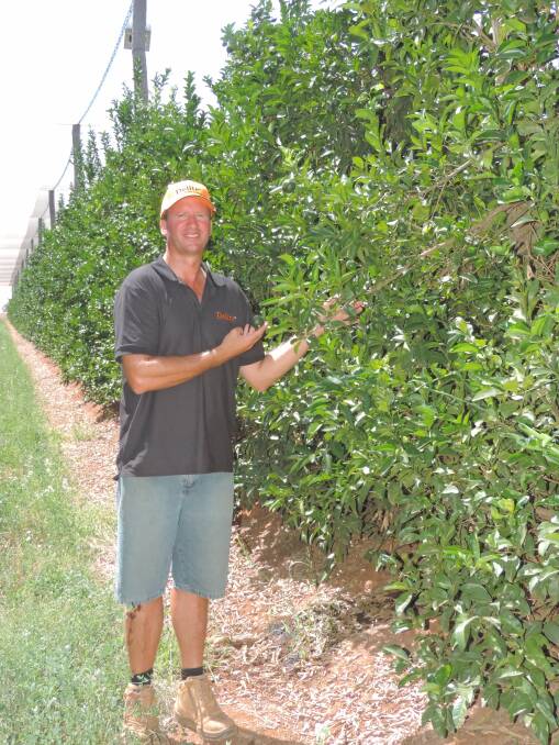 REALITY CHECK: Leeton citrus grower, Dean Morris, says although netting has reduced orchard wind speed, insect pressures have increased inside the netting.