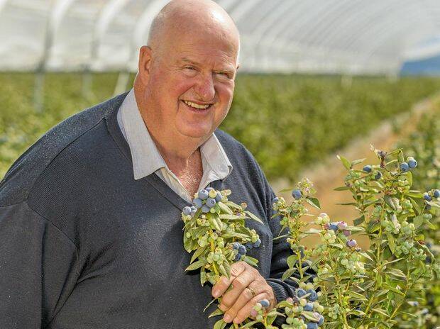 TOP THINKER: Australian blueberry industry pioneer, Ridley Bell, will speak at BerryQuest International 2018 in Tasmania on new variety research. 