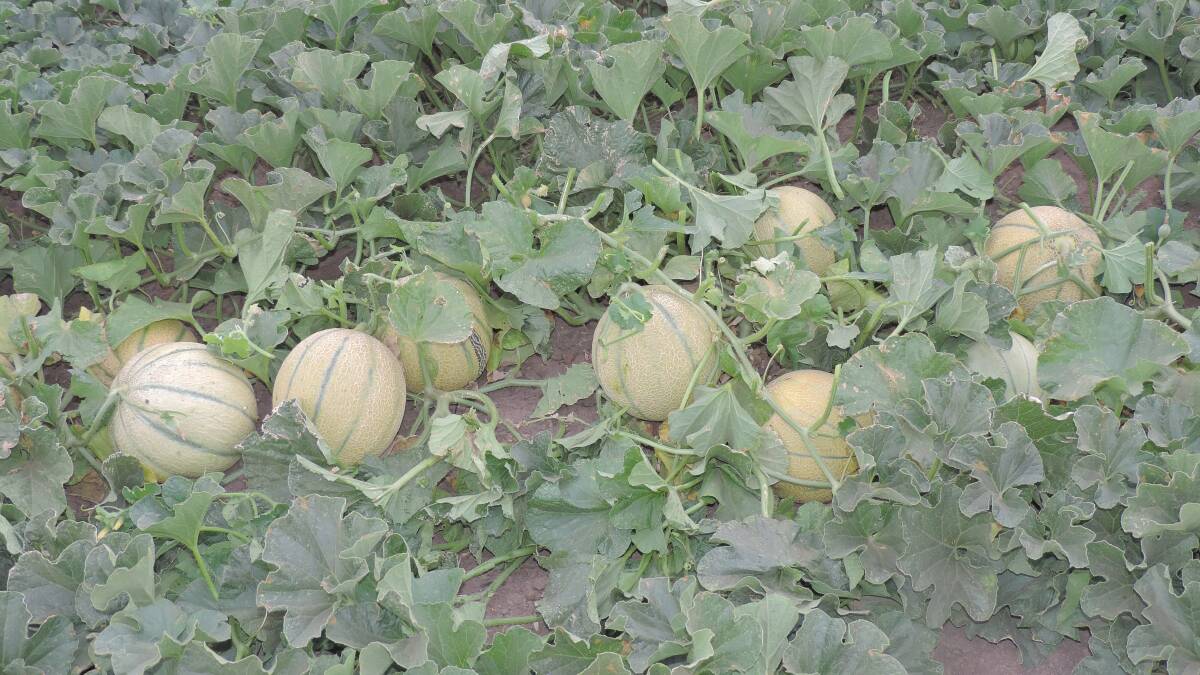 Melon industry to embrace safer food production