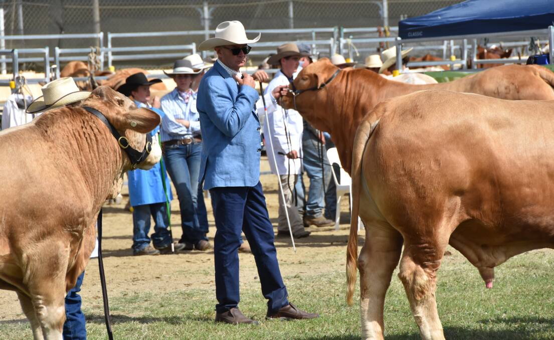Judge David Bondfield scanning a Charbray bull class. Picture by Ashley Walmsley