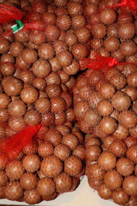GOING UP: Australia is the largest global exporter of macadamias with China being the largest market, valued at $55 million in 2015–16.