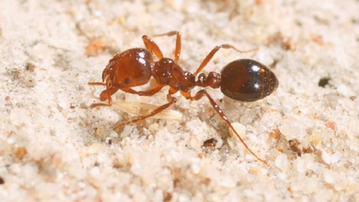 Still work to do to eradicate fire ants