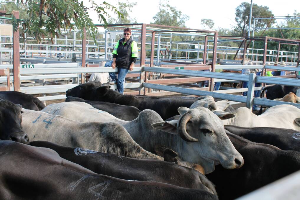 Alan and Rhonda (pictured) Price, Quambi, Bancroft consigned Brangus and Brahman cross cows selling to 190c to return $1085/head at Monto's fat and store sale.