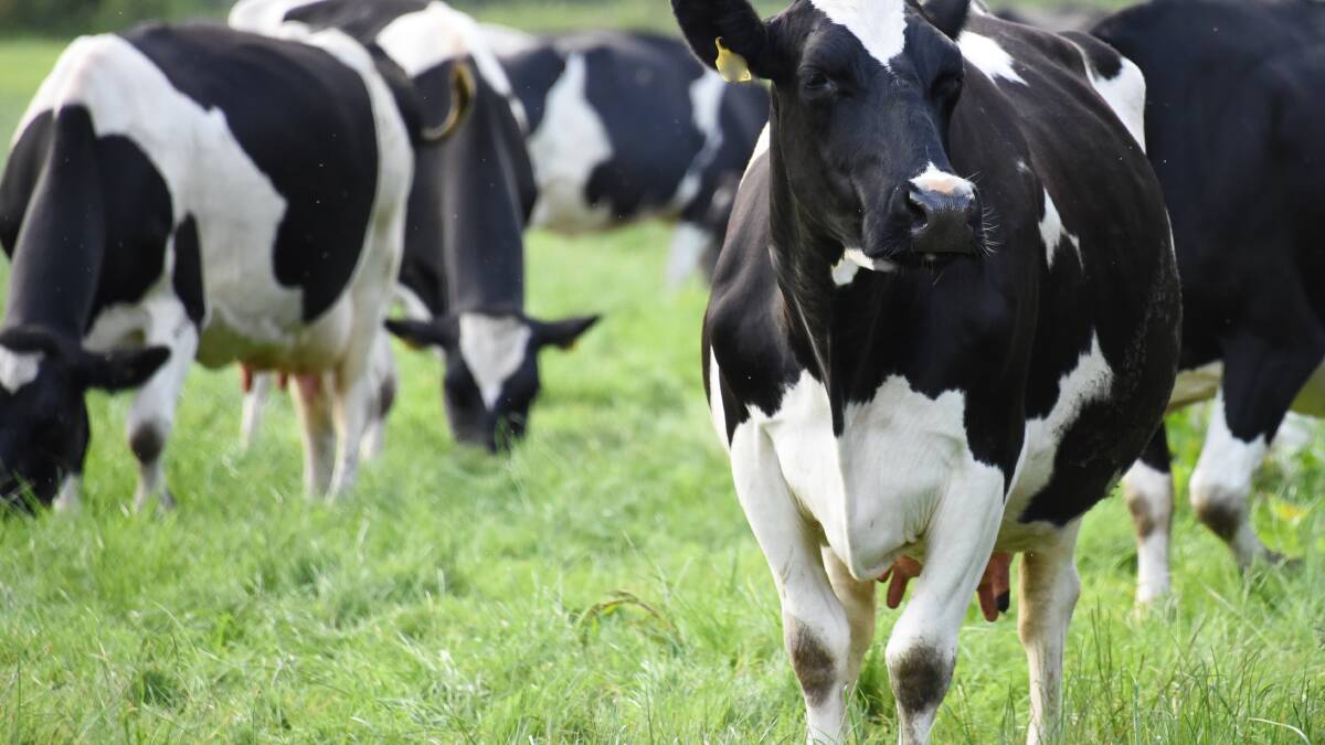 Dairy farmers gather to discuss the future