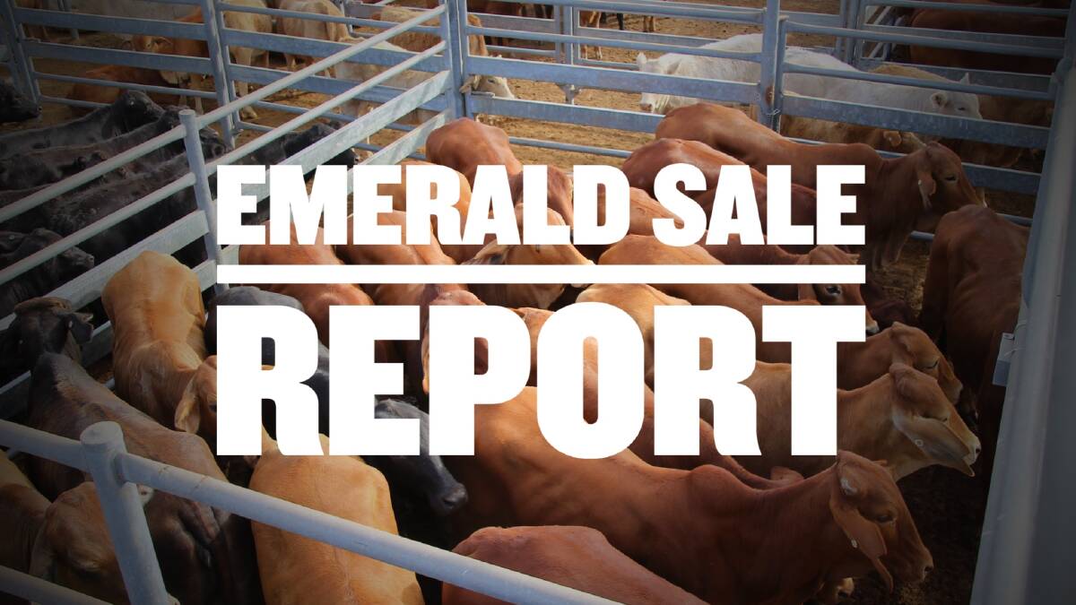 Steers 280-350kg top at 309c, av 269c at Emerald weaner sale