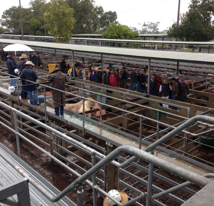 Light steers reach top of 448c/kg at Gracemere