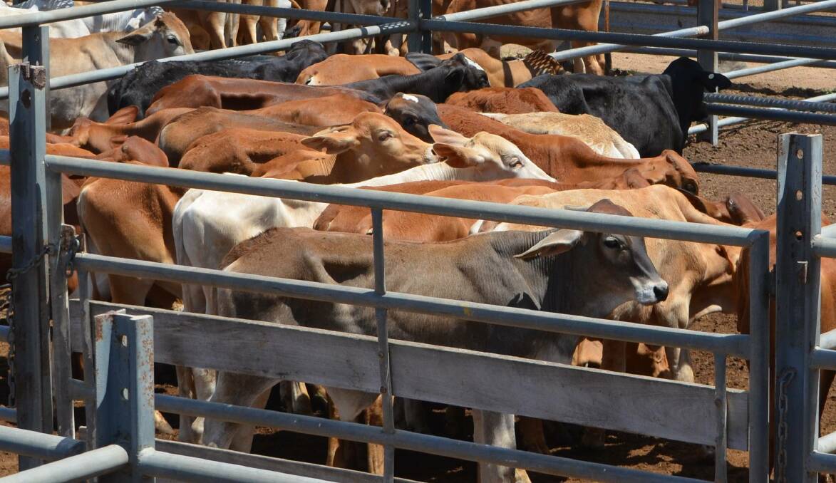 Cows and calves sell to $925 at Miriam Vale