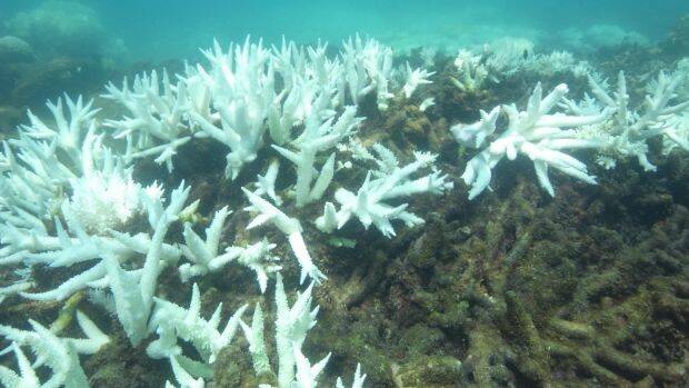 Not all coral that is bleached die, but many will perish without cooler temperatures. Photo: Crispin Hull