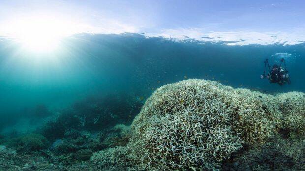 Coral bleaching near Lizard Island on the Great Barrier Reef during 2016. Photo: EarthJustice, EJA
