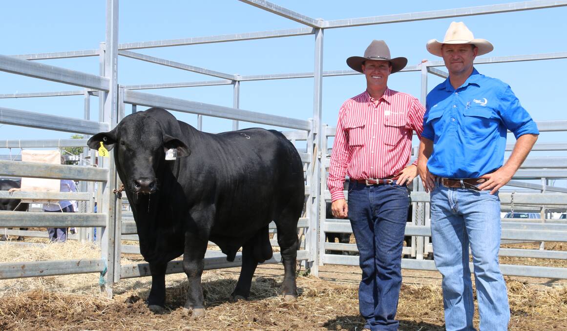The $32,000 top price bull, Telpara Hills Kenworth 394L4 with vendor Stephen Pearce and purchaser Brad Comiskey representing the Comiskey and Couper families, Lunar Brangus, Emerald.