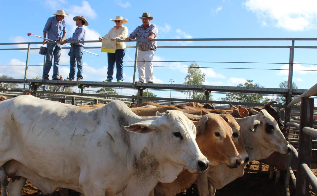 Ray White Rural Townsville agent Kevin Currie, sells some cows at Dalrymple Saleyards.