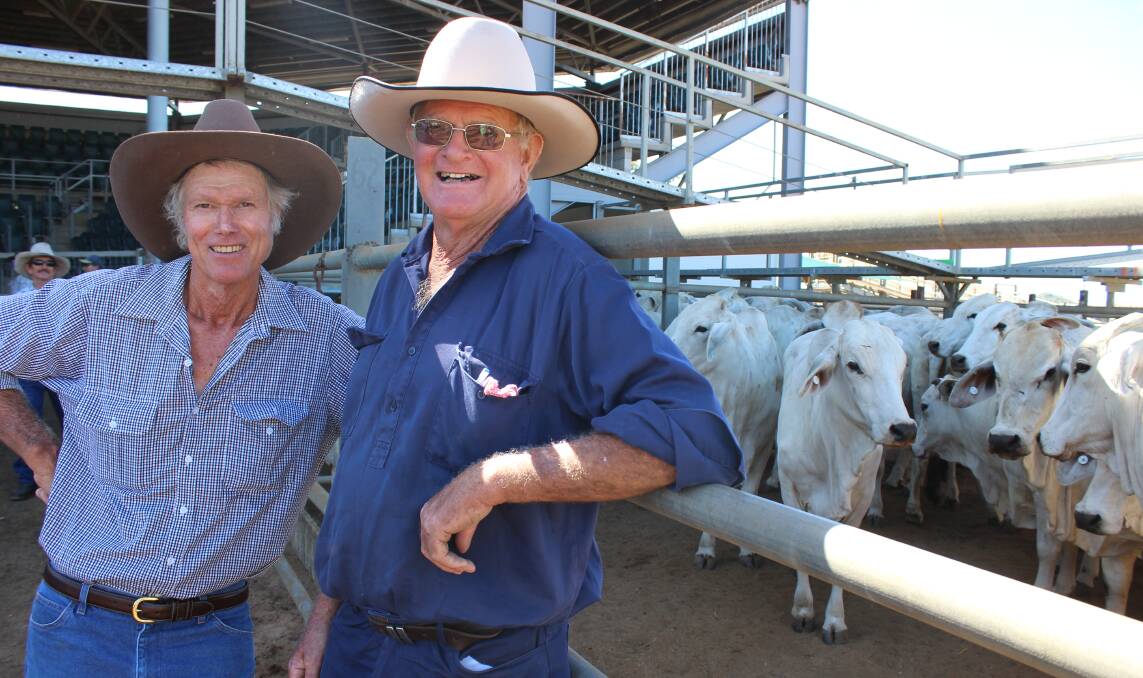 SALE: Warren West, Newarra, Pentland and Bill Bode, The Plains Station, Prarie checking out cows at the Dalrymple Saleyards on Wednesday. Photo:Samantha Walton.