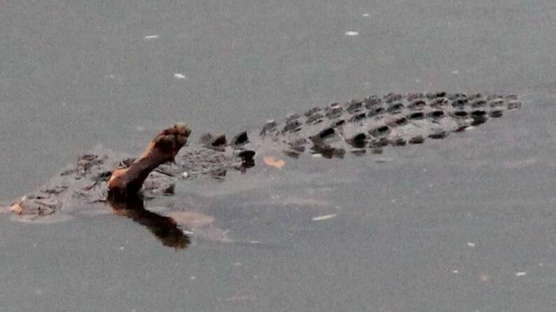 Warning Gaphic Content: Crocodile captured taking a kelpie pup. Photo by Melissa Horton.