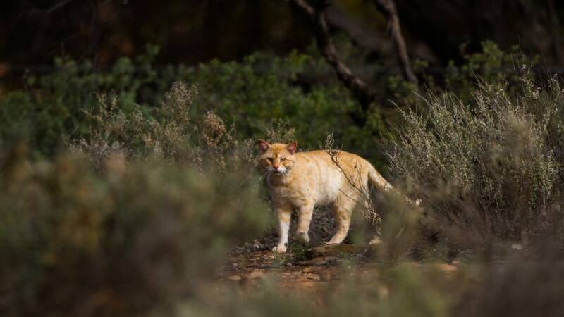 Snap your best feral photos and videos