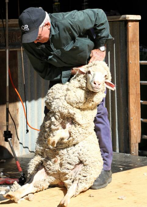 Hughenden producer, Warren Wall, displays the skill needed to shear a sheep. 