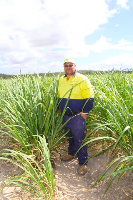 Saving Water: Aaron Moore, Irrigation Supervisor with MSF Sugar Tableland Farms, stands before a paddock of cane which was irrigated using sub-surface drip irrigation.