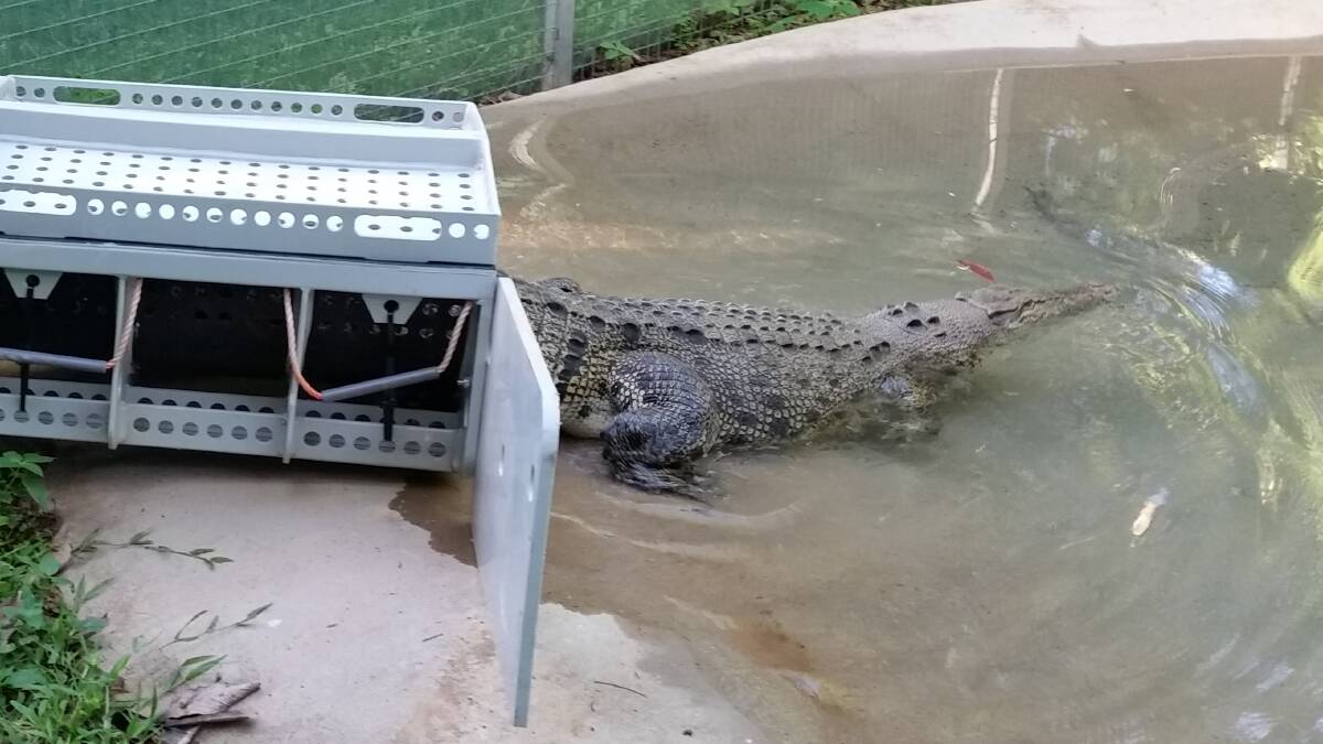 Crocodile captured at fish farm
