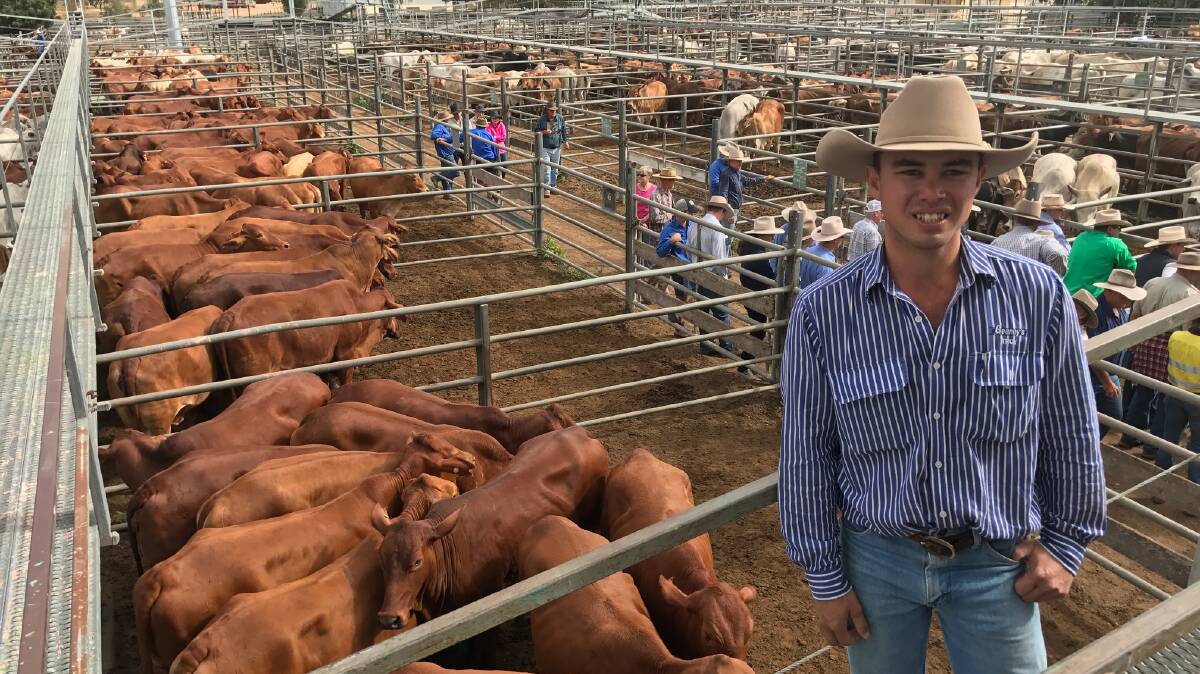 Geaney's livestock agent, Troy Williams, in front of a good run of Droughtmaster cows sold on account of Gleneden Past Co, Cranbourne, Charters Towers. 