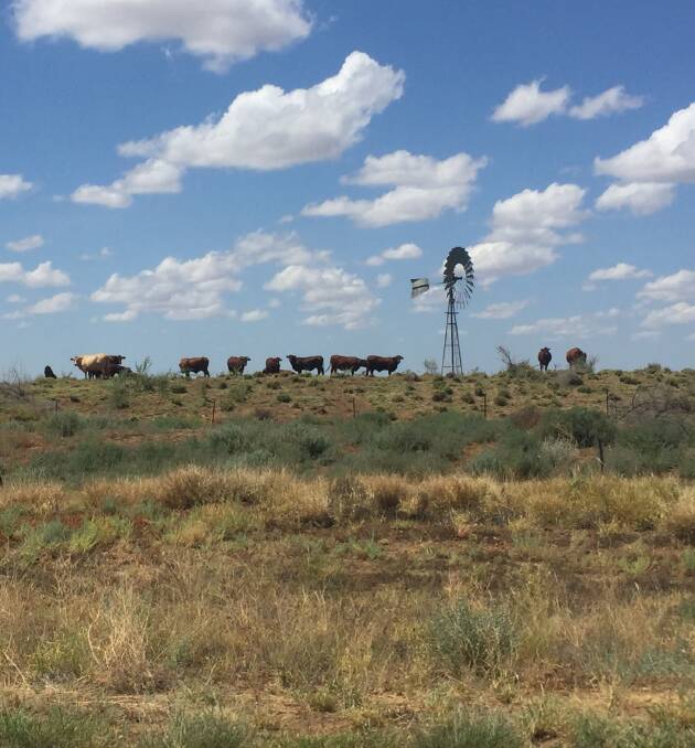 Samantha Walton snapped this photo showing the feed near Winton last week. 