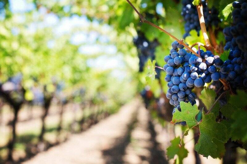 Grapes could be produced in Hughenden as part of Flinders Shire irrigation proposal. Photo sourced.