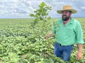 Angus Dalgliesh inspecting a cotton crop in north west Queensland. Picture supplied.