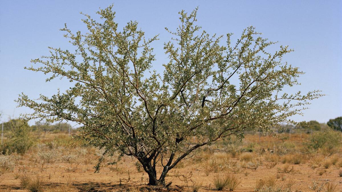 Prickly Acacia a fight for North West Queensland producers. Photo: Department of Agriculture and Food.