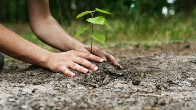 Tree planting event shines spotlight on the environment