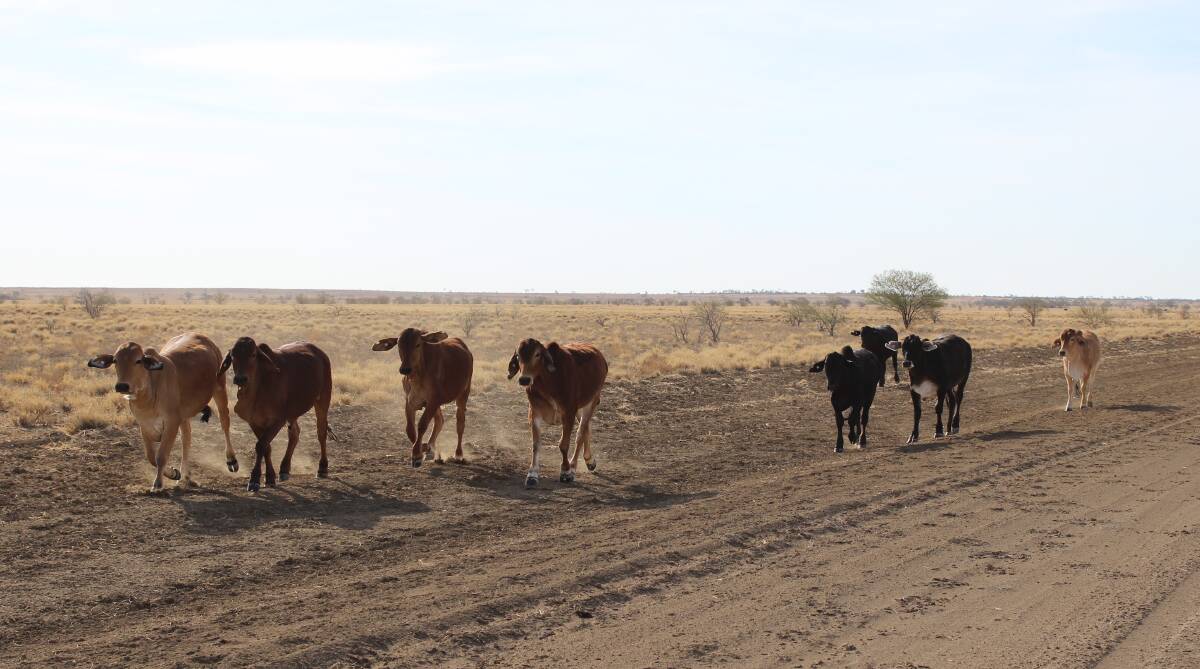 CATTLE: Producers have limited time remaining to complete their biosecurity property plans. Photo: Samantha Walton.
