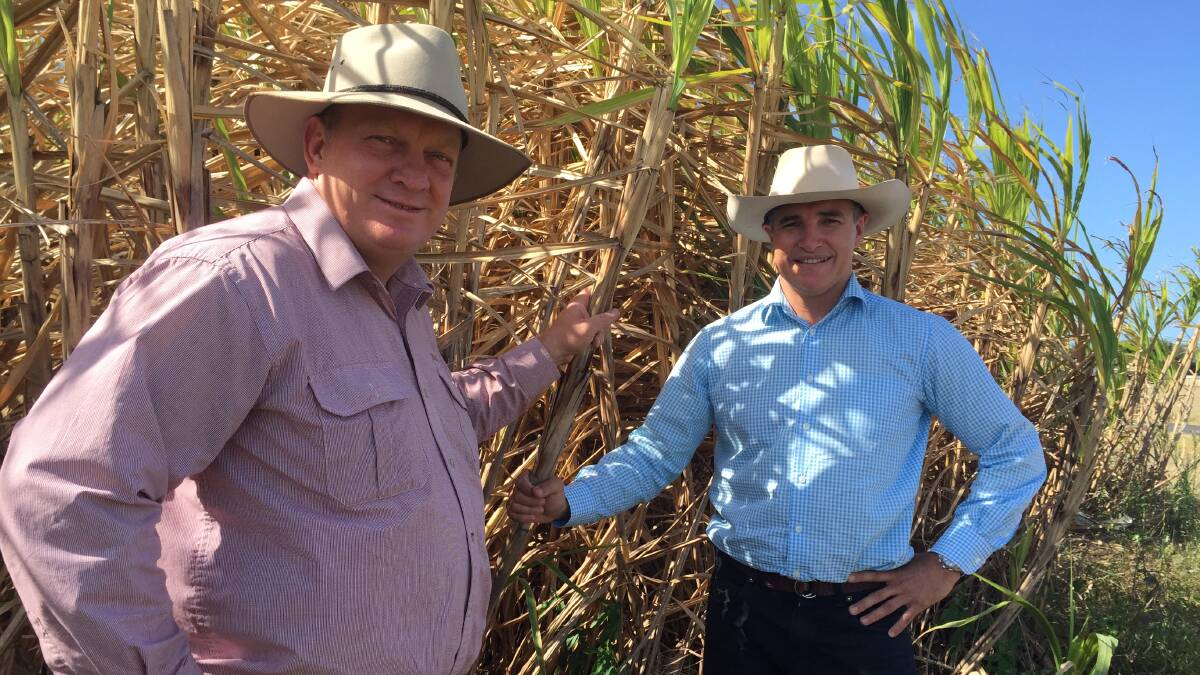 Knuth’s sugar bill gives growers choice