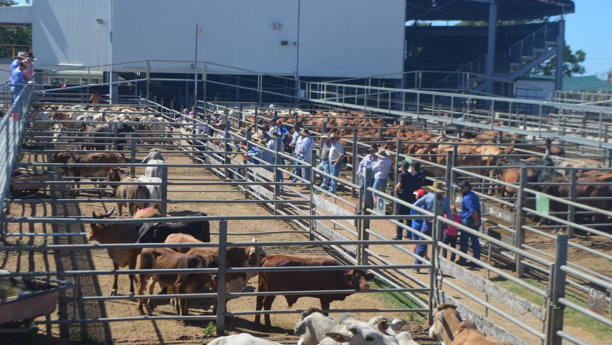 Dalrymple Saleyards at Charters Towers has postponed its first sale a week.