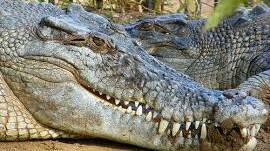 Croc management zones changed in Mareeba