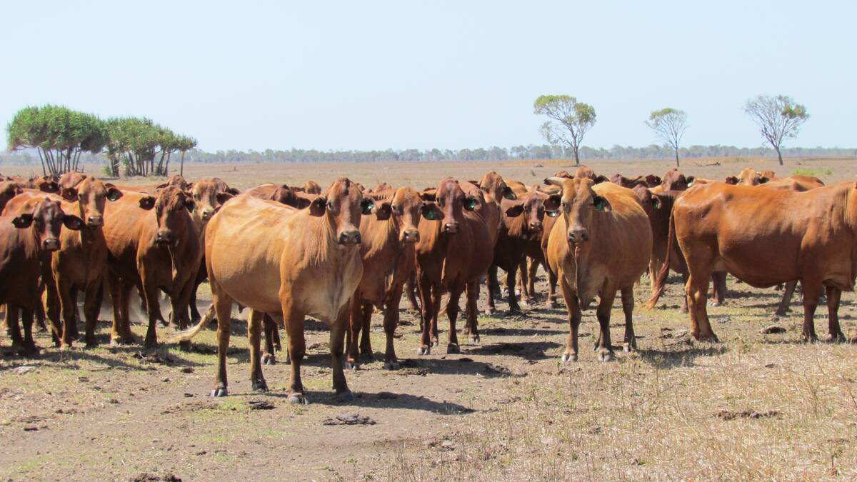 Lisgar Station have conducted trial breeding techniques on their commercial herd for the past 13 years. Photo supplied.