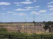 An expansion at Hughenden Saleyards has just been completed resulting in four new yards and laneways. Photo supplied.