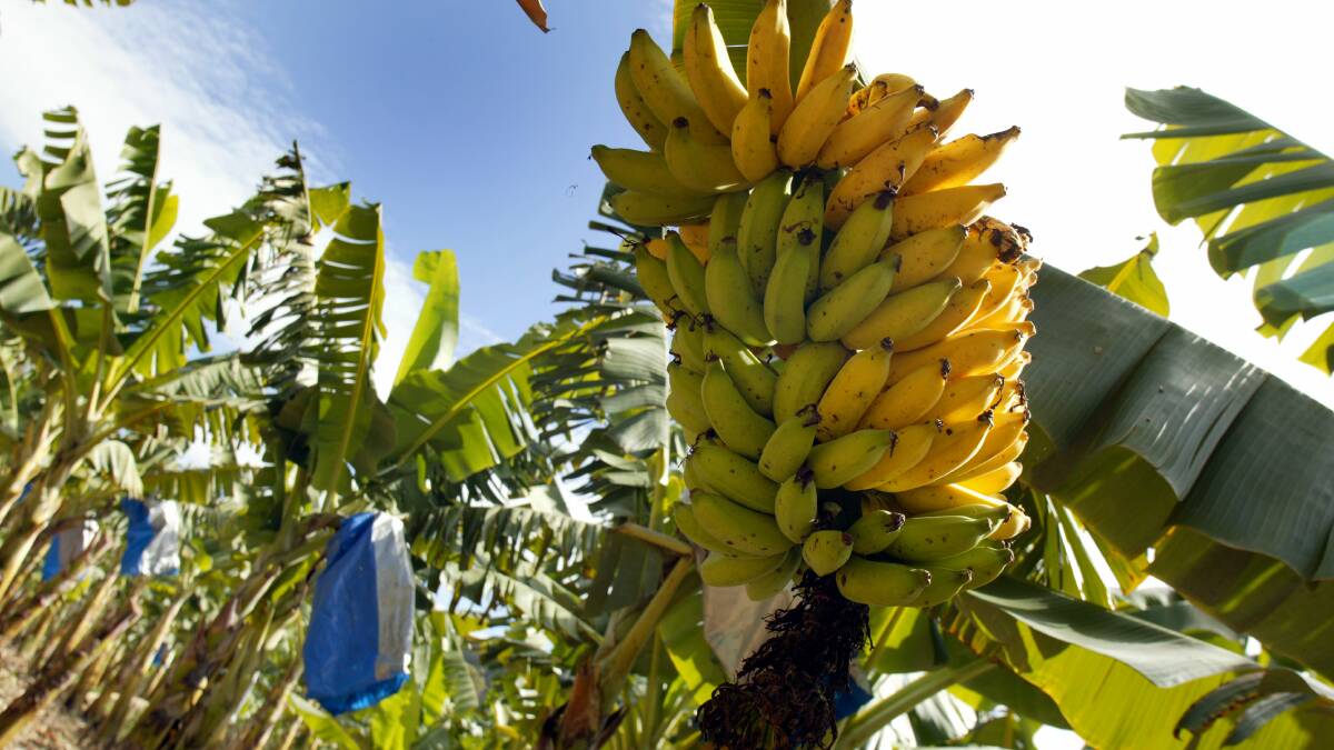 $15.9 million project to boost banana defences