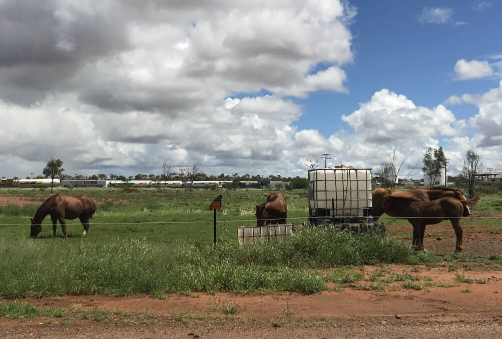 About 100 Cloncurry horse enthusiasts signed a petition and delivered council to investigate options for a horse common. 