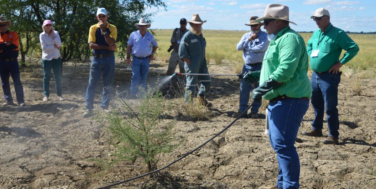 WEED ERADICATION: Nathan Morgan sprays a prickly acacia plant at the North West Queensland Weed Control forum and field day in Richmond. Photo: Derek Barry