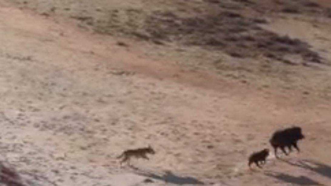 A still from the video taken in the Gulf country of a dingo chasing a group of feral pigs