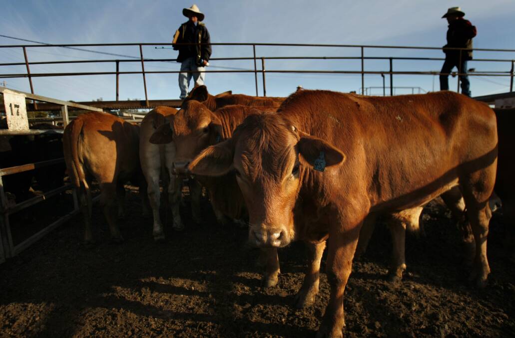 It will be up to the seller or presenter whether they want to insist on separation at sale venues, says Cattle Council of Australia biosecurity advisor, Justin Toohey.