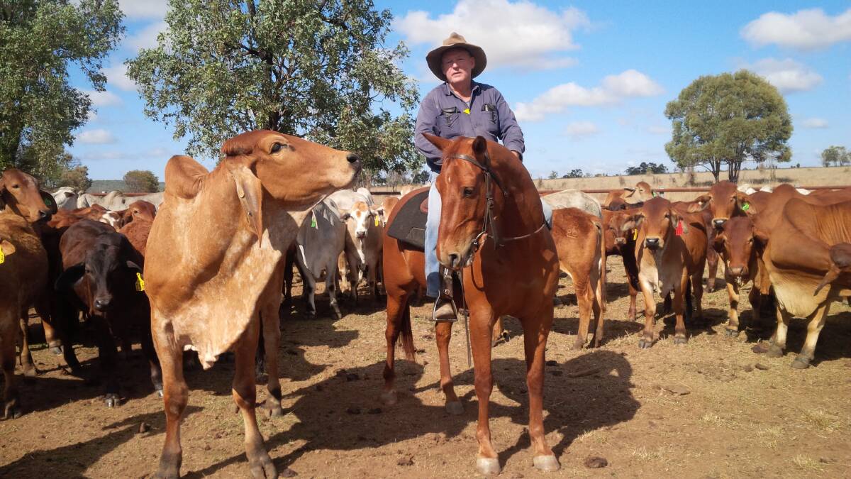 Mayor of Banana Shire Council and chair of CQ ROC, Cr Ron Carige is proud to note that central Queensland produces more cattle than the entire Northern Territory.