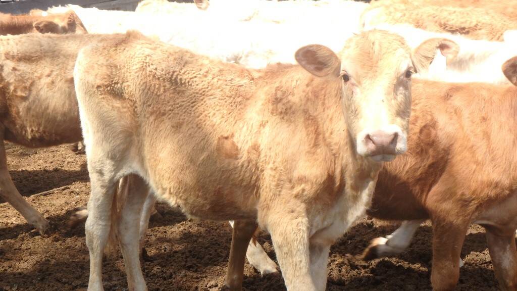 Eight head of cattle duffed from Lockyer